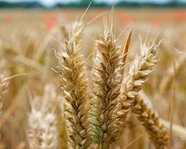 Урожай зерна прогнозируется выше прошлогоднего