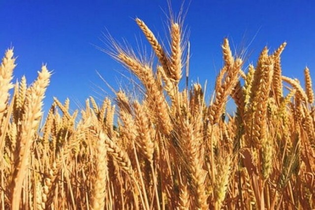 Россия может утратить статус крупнейшего мирового экспортера пшеницы