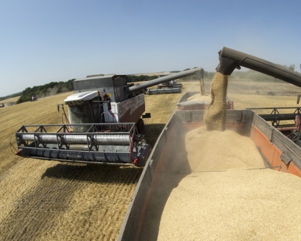 Экспортные цены на российскую пшеницу резко выросли