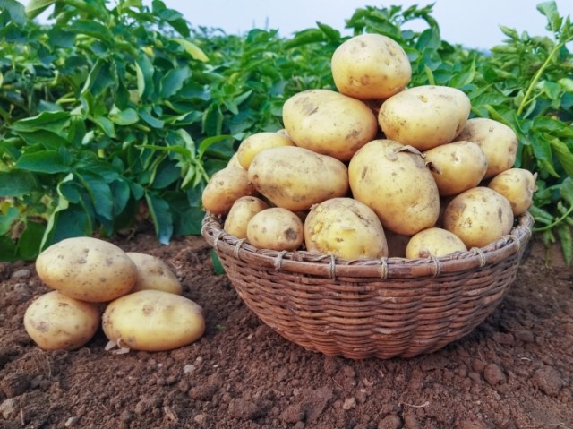 В Астраханской области появится комплекс по выращиванию картофеля и зерновых
