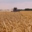 Минсельхоз США повысил прогноз экспорта российской пшеницы