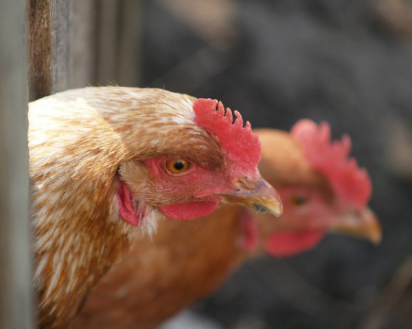 Иртышская птицефабрика восстановилась после гриппа птиц
