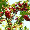 «Агрокомплекс» им. Н. И. Ткачева увеличит площадь яблоневых садов
