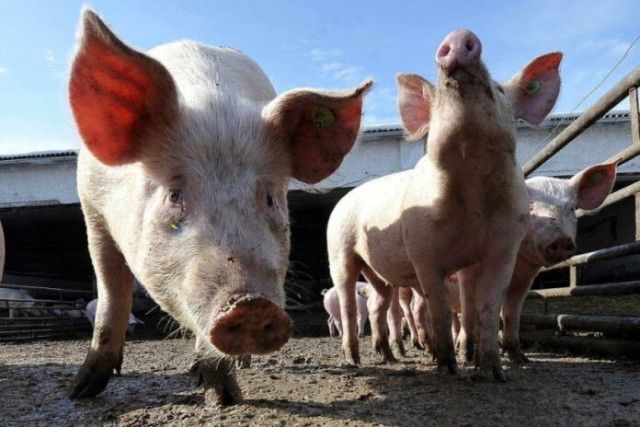 В России перепрофилируют мелкие свинофермы на другие отрасли животноводства