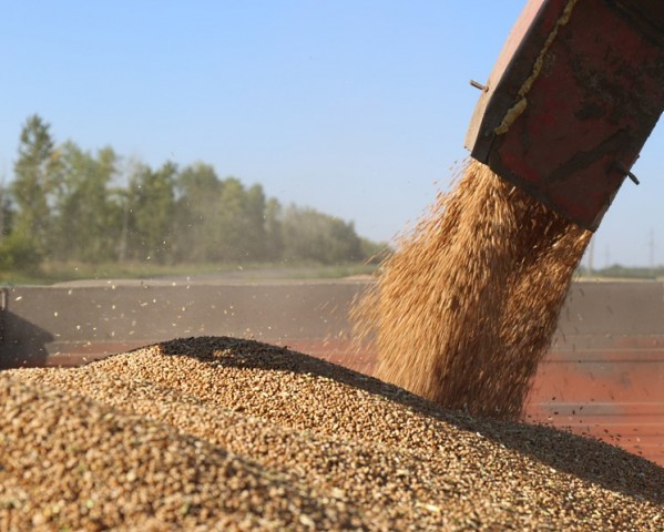 Экспортные цены на пшеницу продолжили падать
