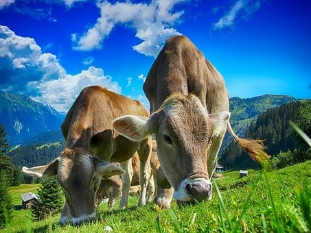 В структуре выбросов парниковых газов на животноводство приходится всего 5,8% – Мэт Далглиш