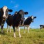 Экологи призвали отменить законопроект об обращении с отходами животноводства