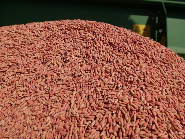 В Крыму впервые за восемь лет начали сев риса