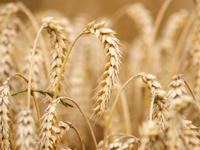 В России подорожала пшеница