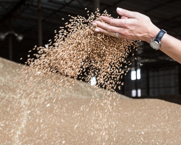 «СовЭкон»: мировых запасов пшеницы к концу сезона-2022/23 хватит на 18 недель