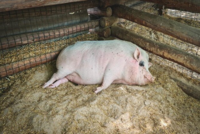 Волгоградская область за 2021 год потеряла тысячи свиней и коз