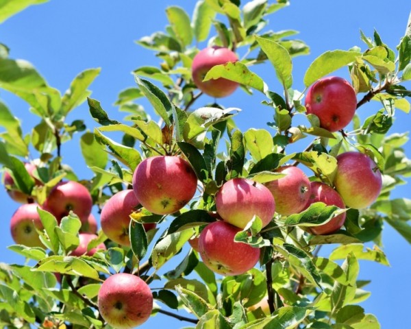 Французские партнеры Геннадия Тимченко продадут долю в производстве яблок на Кубани
