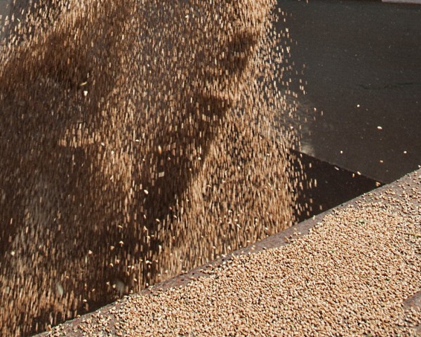 В следующем сезоне Россия может экспортировать в Китай не менее 1 млн тонн зерна