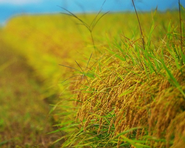 В Крыму планируется возобновить производство риса