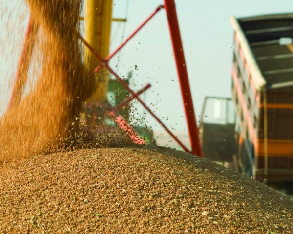 В России начала действовать квота на экспорт зерновых