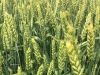 
В Воронежской области заготовили 123,7 тыс т семян для весеннего сева