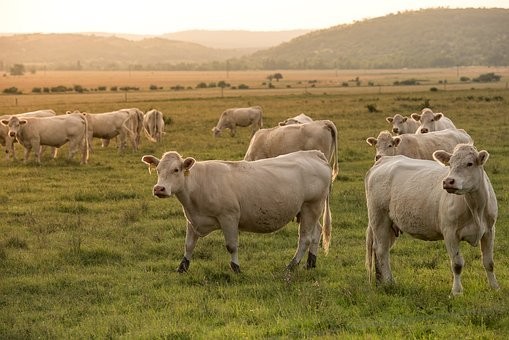 Коллектив ученых Тимирязевской академии получил патент на уникальную рецептуру кормов для коров