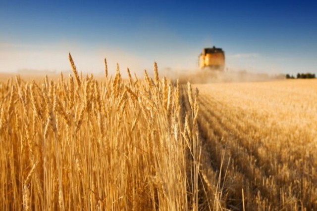 Минсельхоз понизил прогноз по урожаю зерна в 2021 году