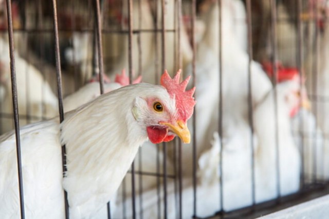 Челябинскую птицефабрику привлекли к ответственности за вывоз куриного помета на поля