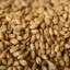 ИКАР: доля России в мировом экспорте пшеницы может составить 20%