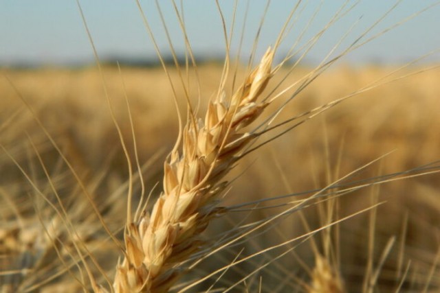 Власти Китая разрешили импорт пшеницы со всей территории РФ