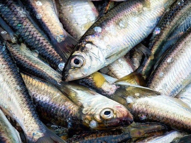 Переработчики рыбы просят ограничить ее экспорт
