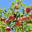 Французские партнеры Геннадия Тимченко продадут долю в производстве яблок на Кубани