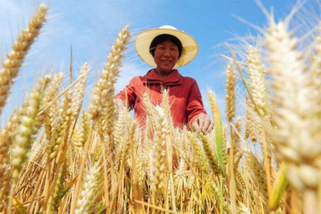 Качество пшеницы урожая 2021 года стало в РФ рекордным за последние годы