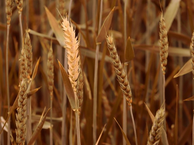 Экспортные цены на пшеницу продолжают расти