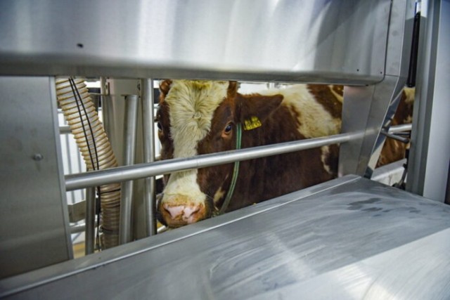 В Амурской области открылась первая роботизированная молочная ферма