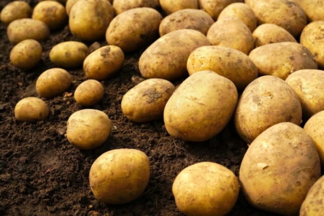 Возможна нехватка картофеля и рост цен из-за неурожая — Минсельхоз