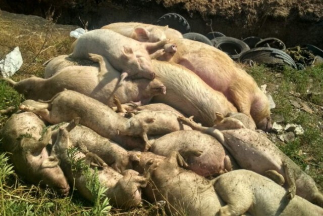 Свердловские власти скрывают очаг африканской чумы свиней в регионе