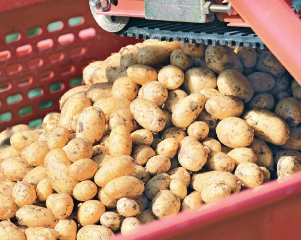 McCain отказалась строить завод по переработке картофеля в Тульской области