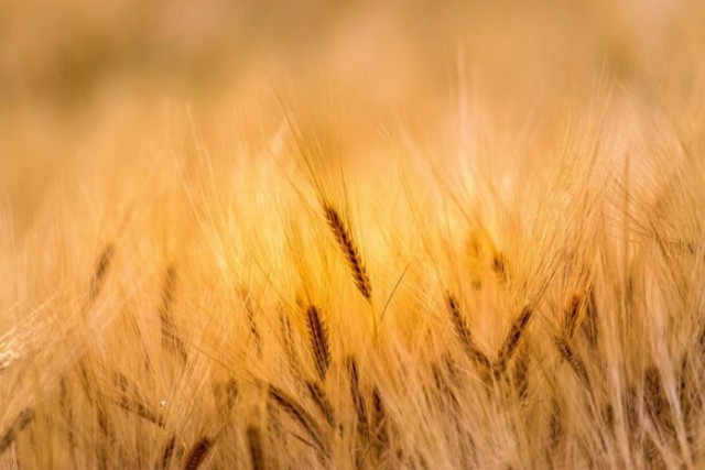 Мировые цены на пшеницу могут подняться выше $400 за тонну — Совэкон