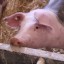В Хабаровском крае запущен свинокомплекс за 1,9 млрд рублей