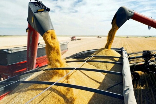 Пшеничная революция: в Пакистане вывели новые гибридные сорта