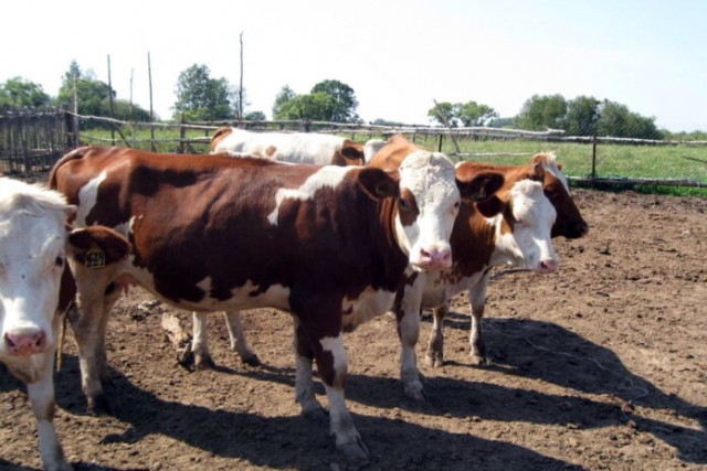 Фермер Владимирской области содержал коров с нарушением требований закона
