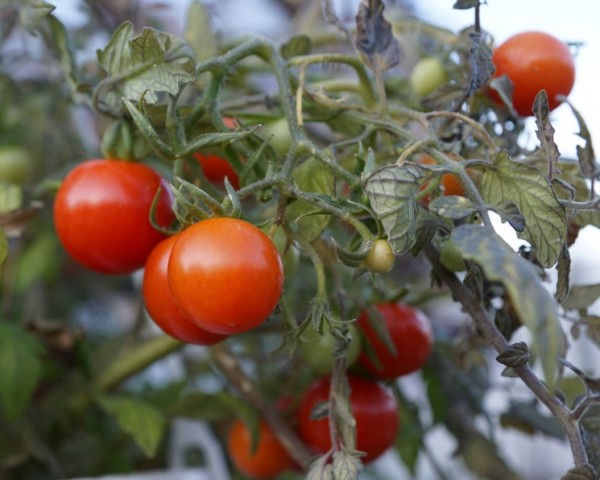 В Дагестане открылся тепличный комплекс по выращиванию томатов