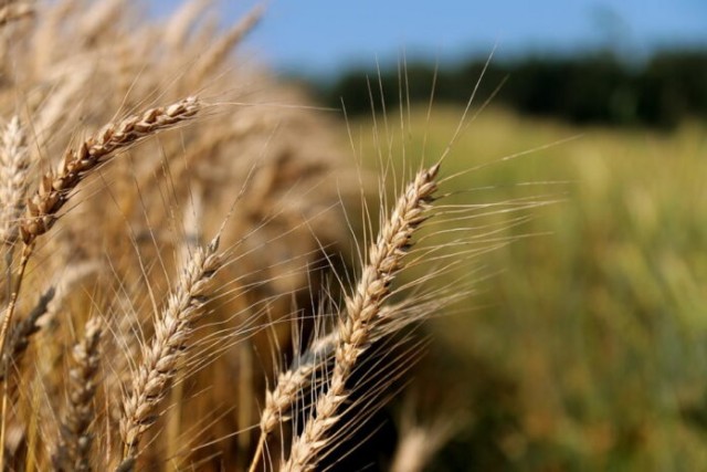 На мировом рынке рекордно выросла стоимость российской пшеницы