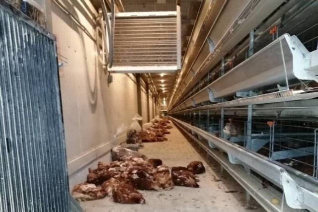 Заложники ситуации: сотрудники птицефабрики не могут покинуть рабочие места