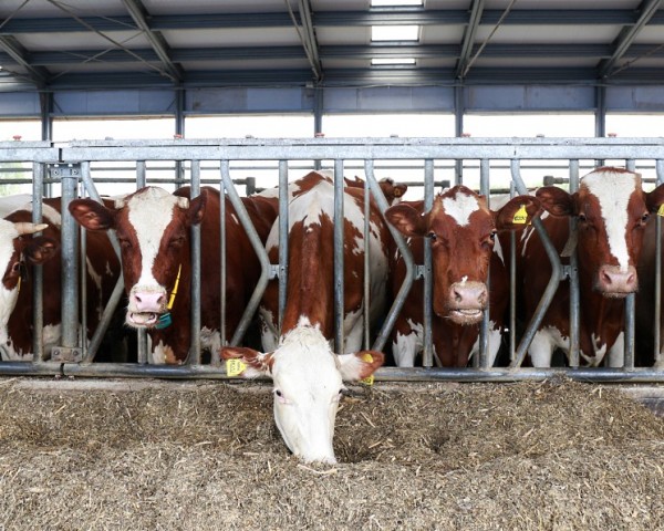 Крупные агрохолдинги отказались строить молочные комплексы в Ростовской области