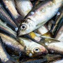 Переработчики рыбы просят ограничить ее экспорт