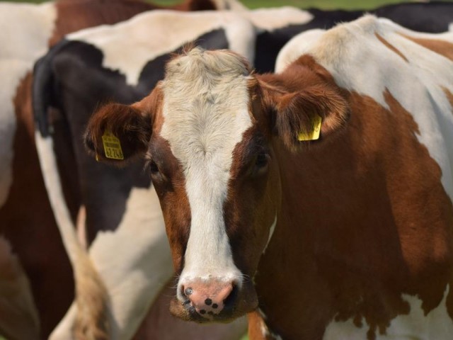Молочная продуктивность коров выросла почти на 6%