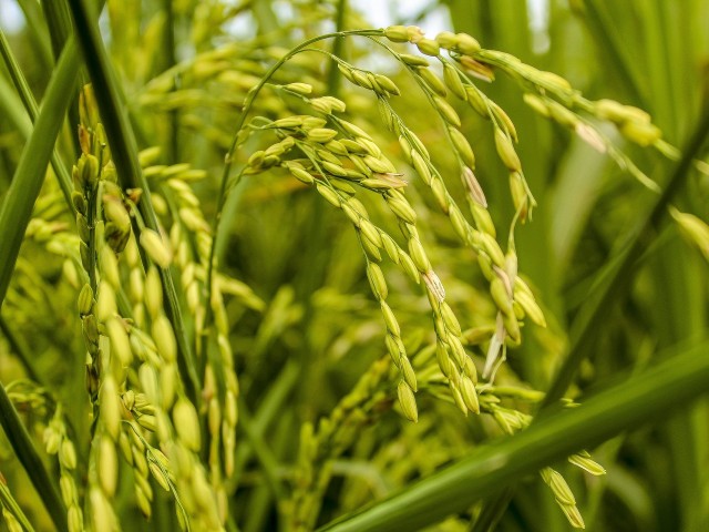 Минсельхоз обсуждает вопрос обнуления ввозных пошлин на рис