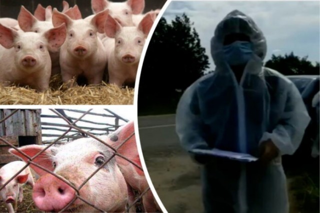 В Башкирии предложили ввести запрет на содержание свиней в ЛПХ
