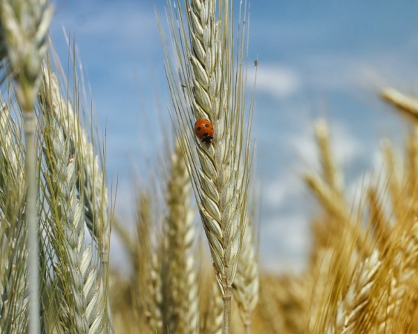 Агрохолдинг «Дон Агро» увеличил посевы органической пшеницы
