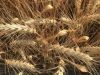 
Эксперты "Совэкон" понизили оценку экспорта пшеницы из РФ до 33,5 млн тонн