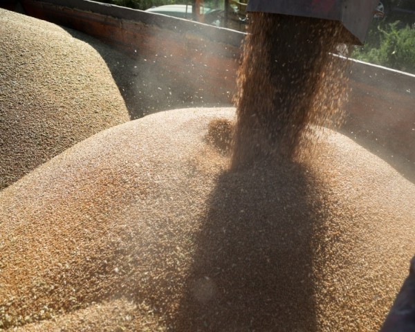 Урожай зерна в этом году может приблизиться к рекордному