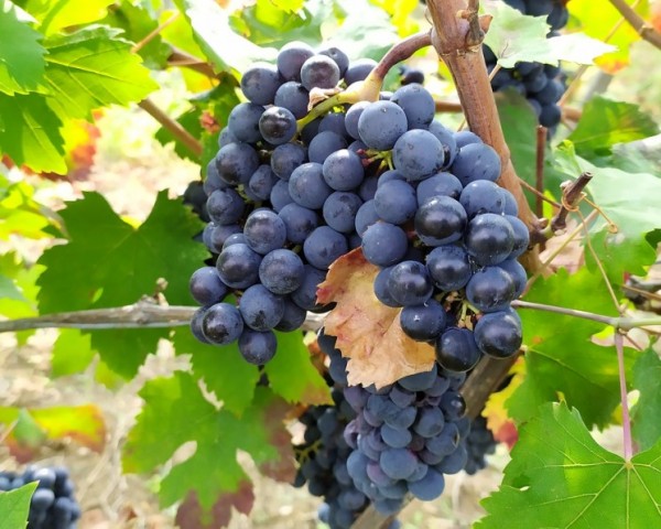 В этом году на Кубани увеличится площадь виноградников