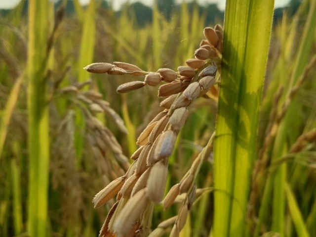 Дефицита риса в России не предполагается